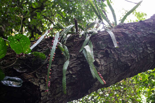 Image of Pfeiffera monacantha (Griseb.) P. V. Heath