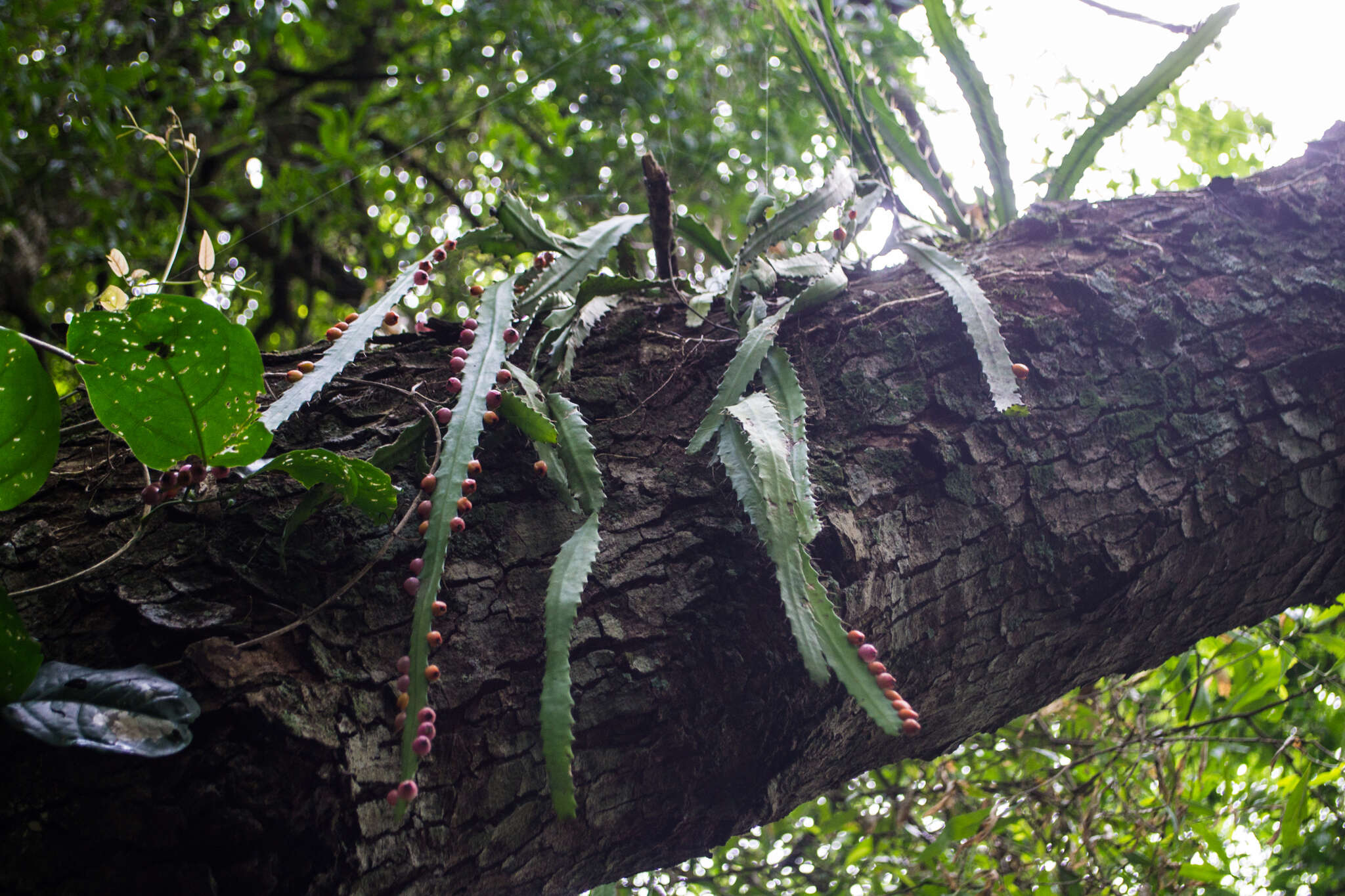 Image of Pfeiffera monacantha (Griseb.) P. V. Heath