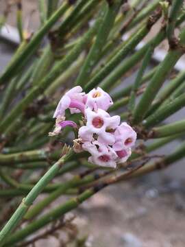 Image of Mulguraea scoparia (Gillies & Hook.) N. O'Leary & P. Peralta