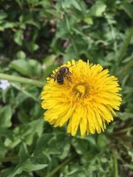 Image of Hornfaced Bee