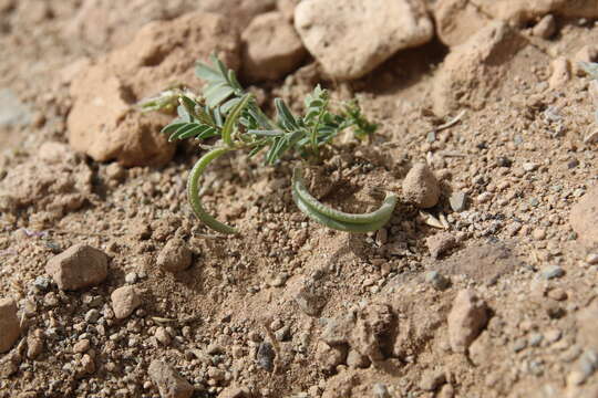 Astragalus crenatus Schult.的圖片