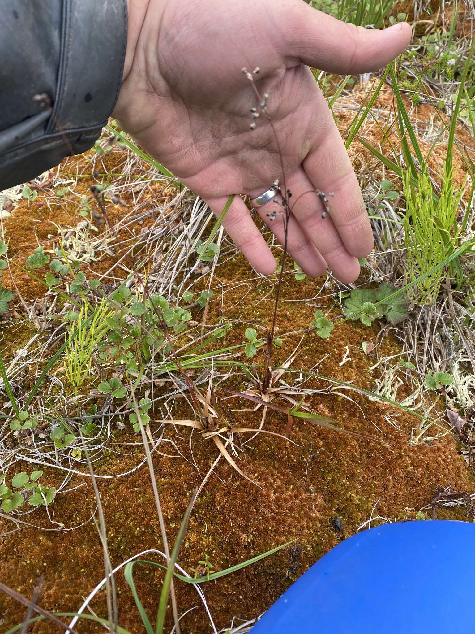 Image of Wahlenberg's Wood-Rush