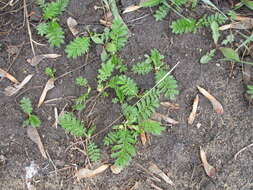 Image de Potentilla tanacetifolia