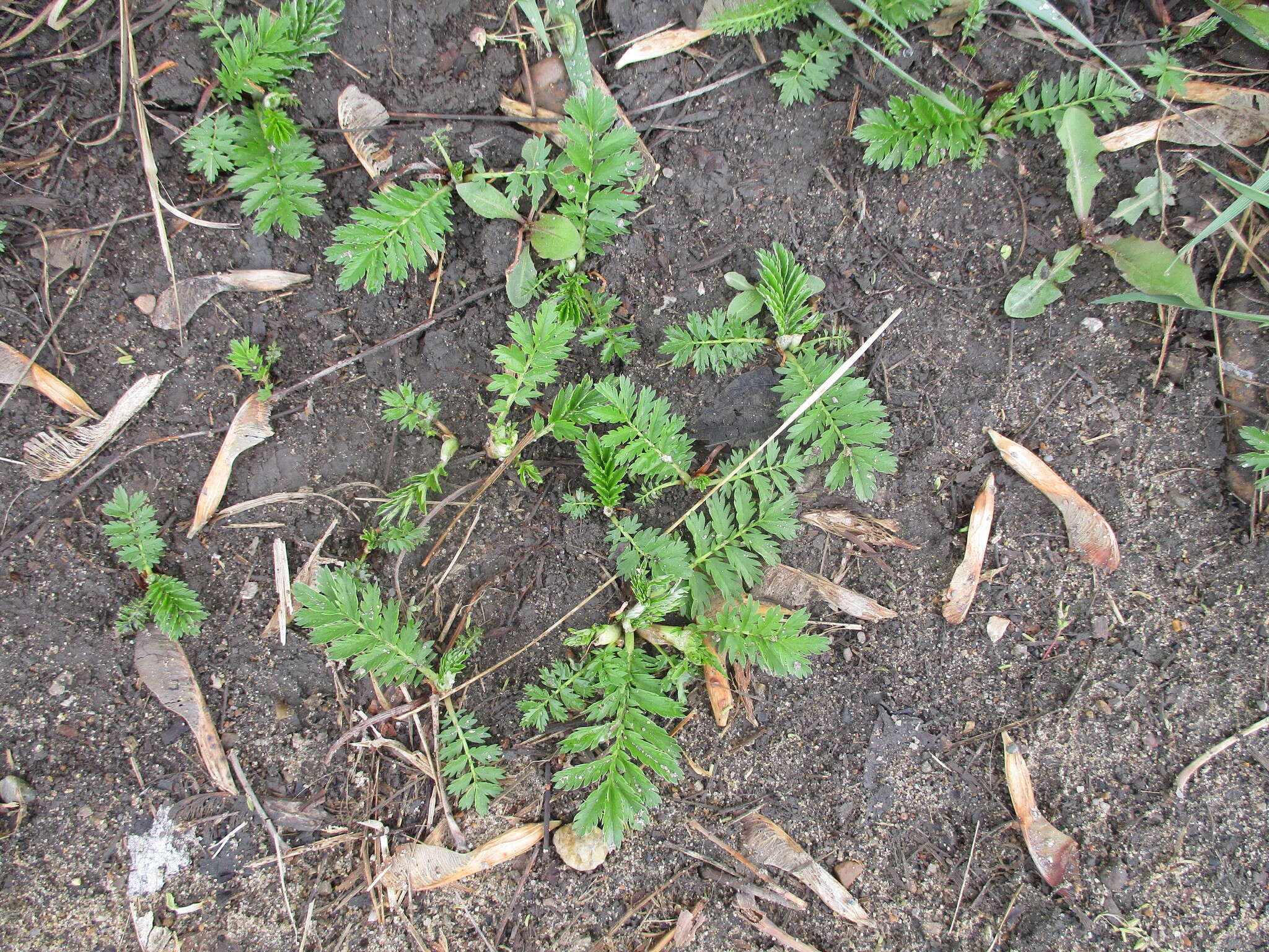 Imagem de Potentilla tanacetifolia