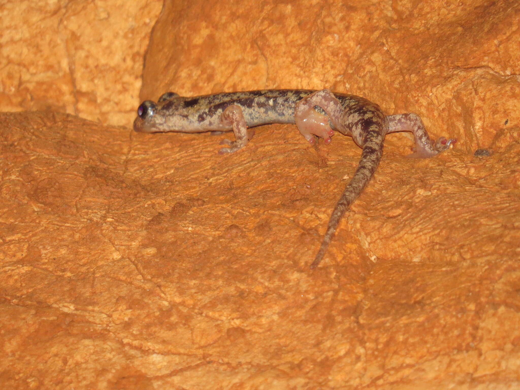 Image of Supramonte Cave Salamander