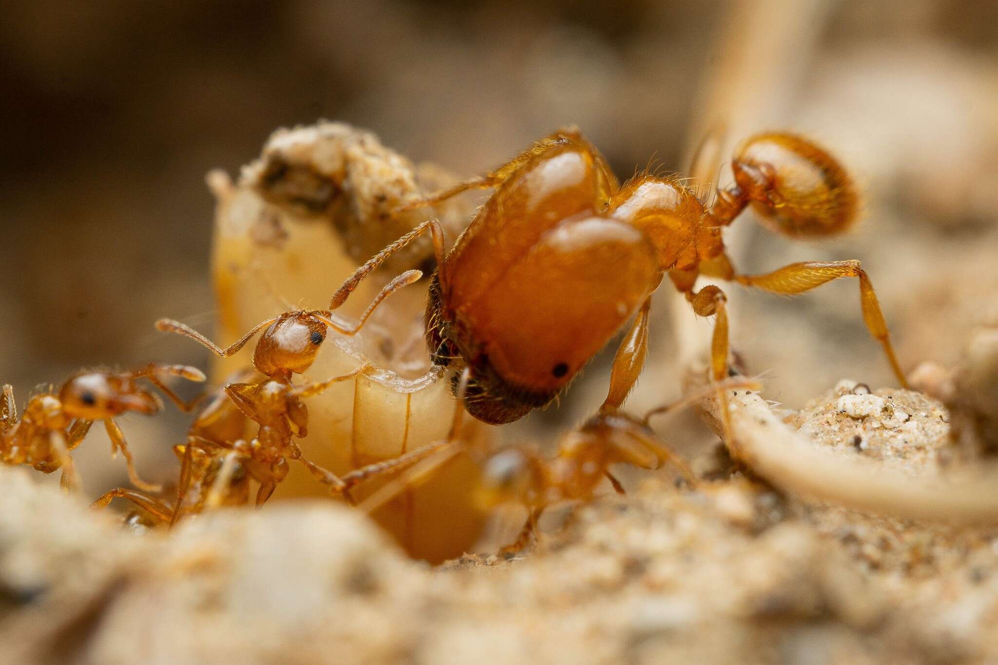 Image of Pheidole spadonia Wheeler 1915