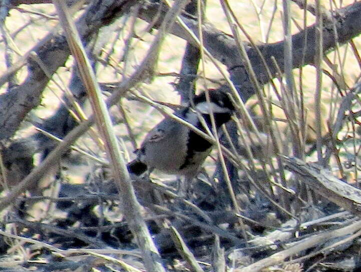 Plancia ëd Melaniparus cinerascens cinerascens (Vieillot 1818)