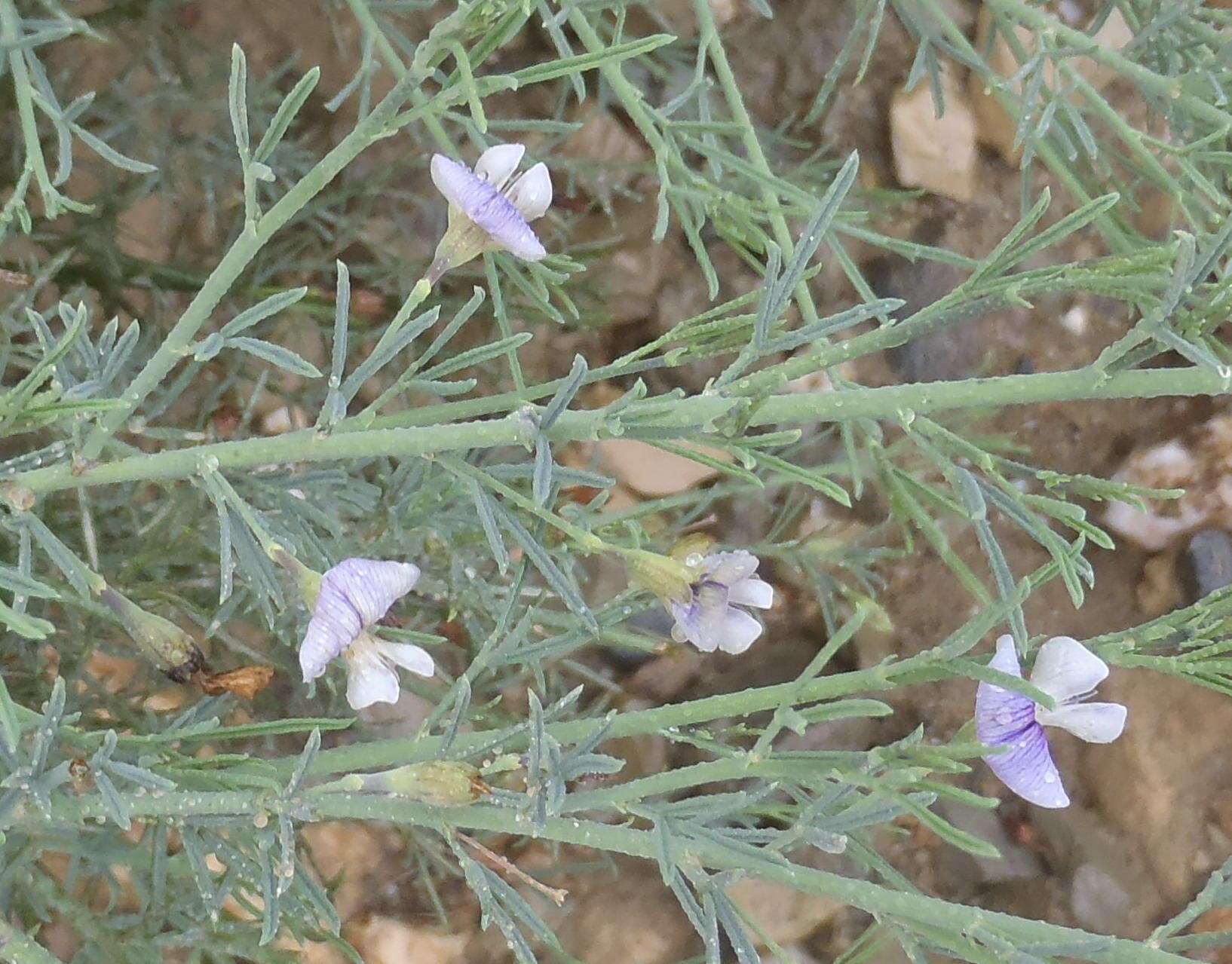 Image de <i>Psoralea forbesiae</i>