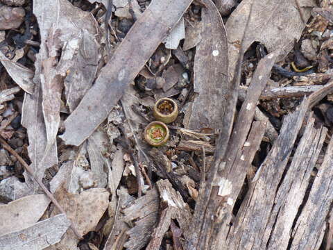 Image of Eucalyptus bosistoana F. Müll.