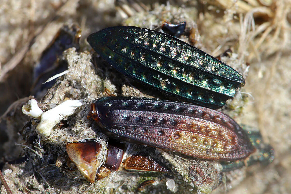 Imagem de Carabus (Limnocarabus) clatratus Linnaeus 1760