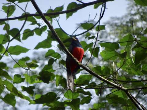 صورة Trogon melanurus Swainson 1838