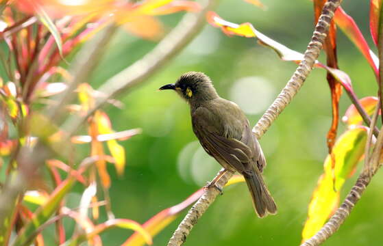 Image of Cryptic Honeyeater