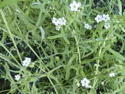 Image of white fiestaflower