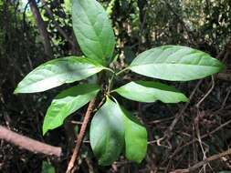 Image of Deeringia arborescens (R. Br.) Druce