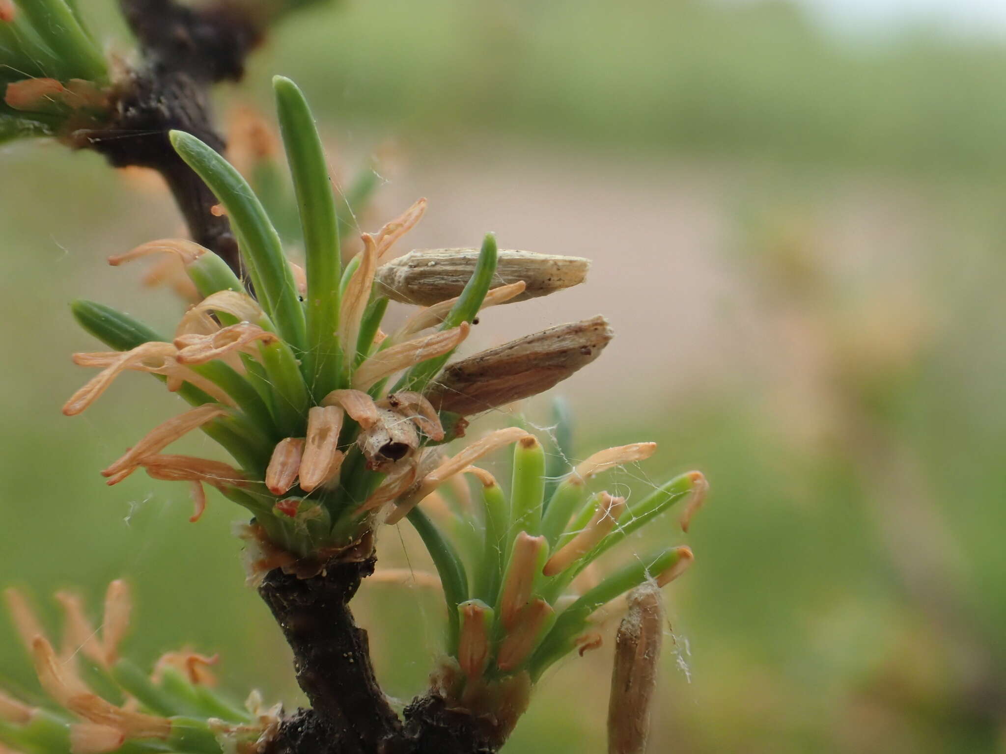 Image of larch case-bearer