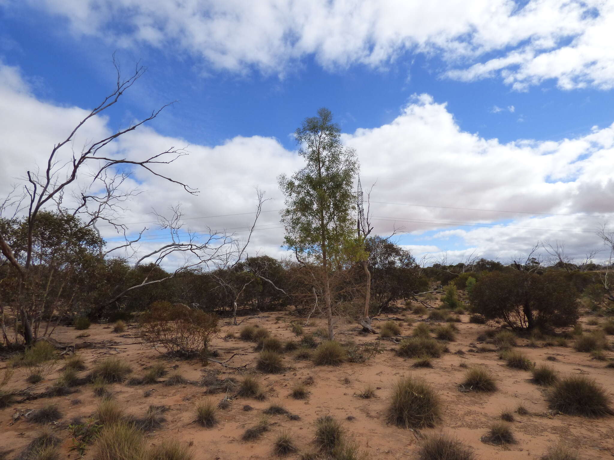 Image of Codonocarpus cotinifolius (Desf.) F. Müll.