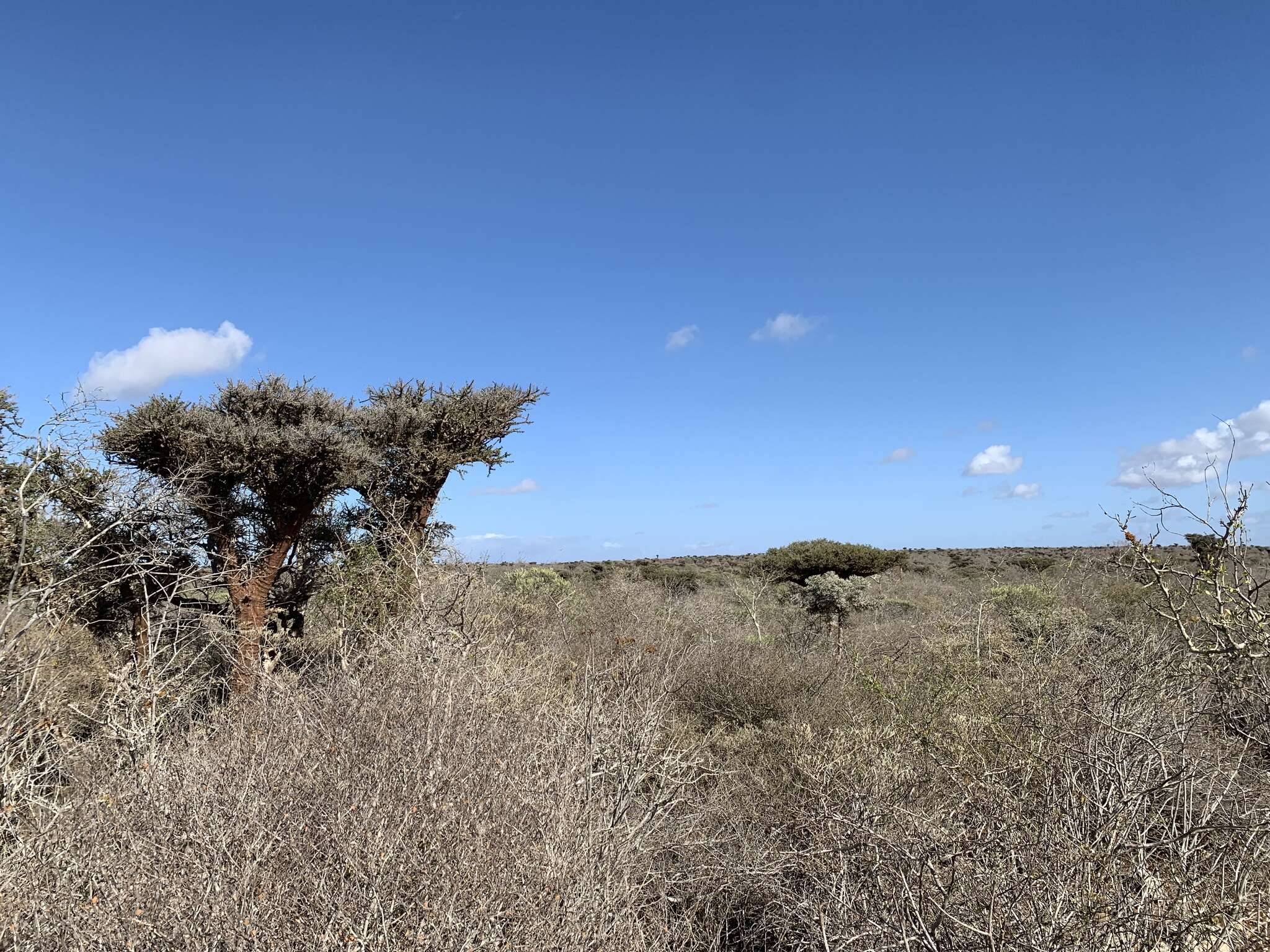 Image of Alluaudia comosa (Drake) Drake