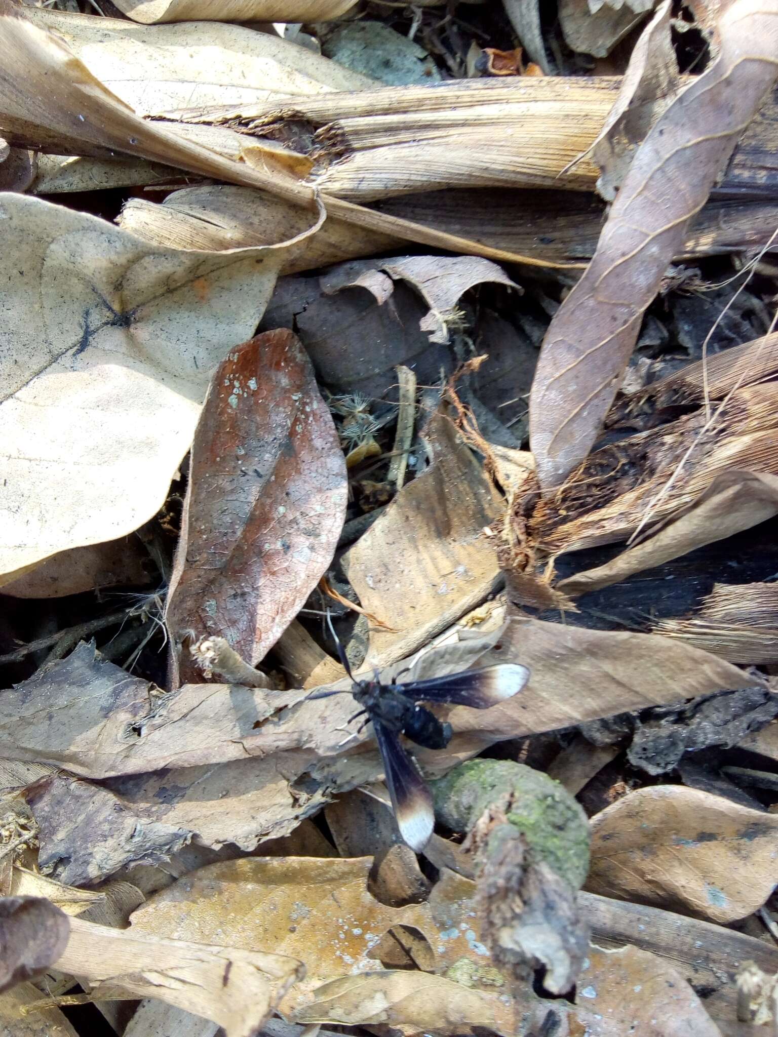 Image of Myrmecopsis strigosa (Druce 1884)