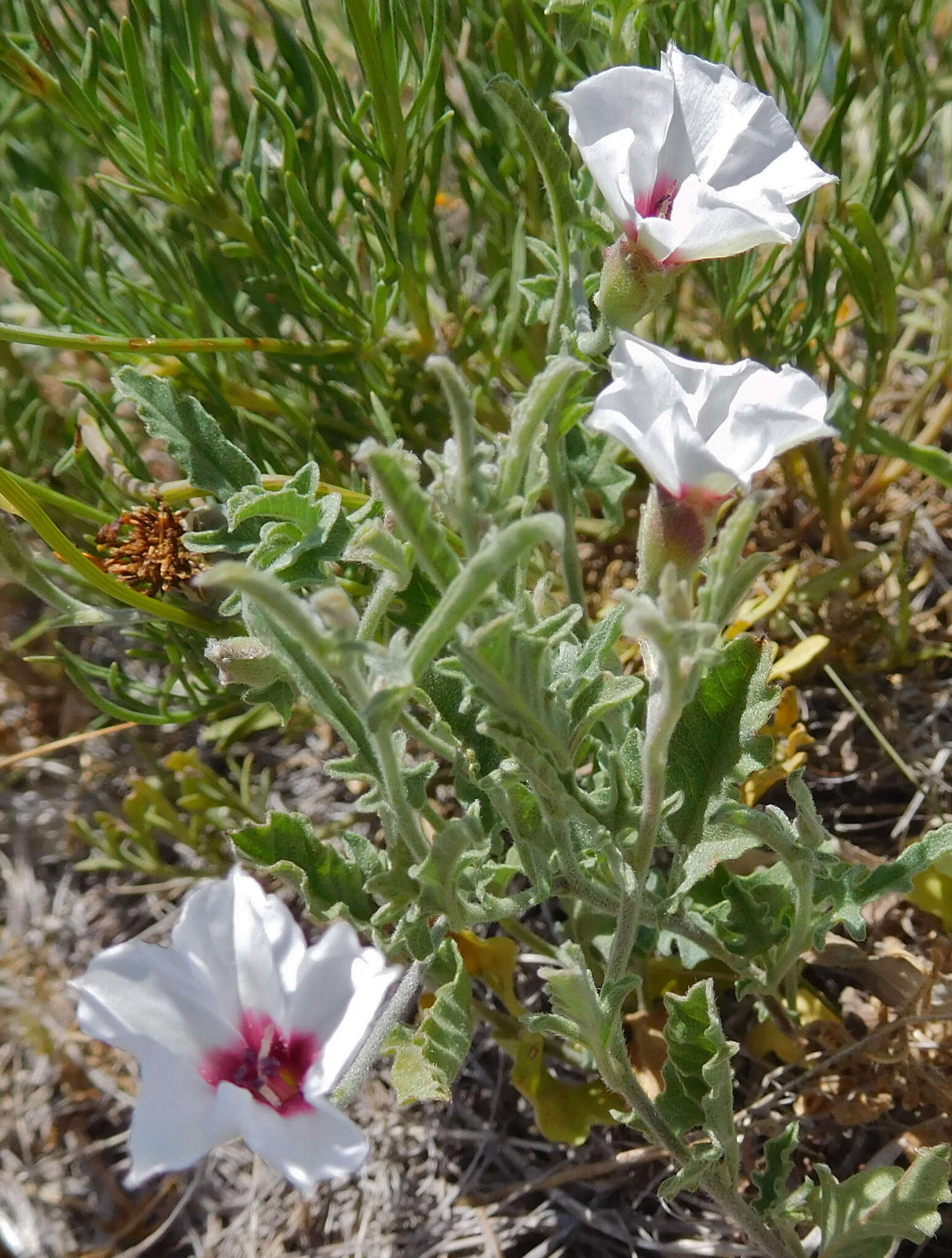 Image of Texas bindweed