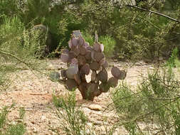 Sivun Opuntia santa-rita (Griffiths & Hare) Rose kuva