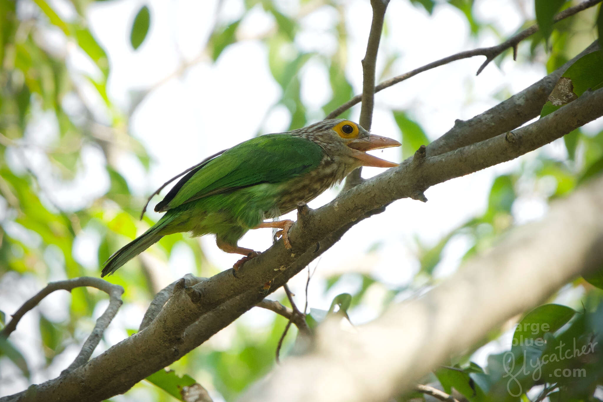 Psilopogon lineatus hodgsoni (Bonaparte 1850) resmi