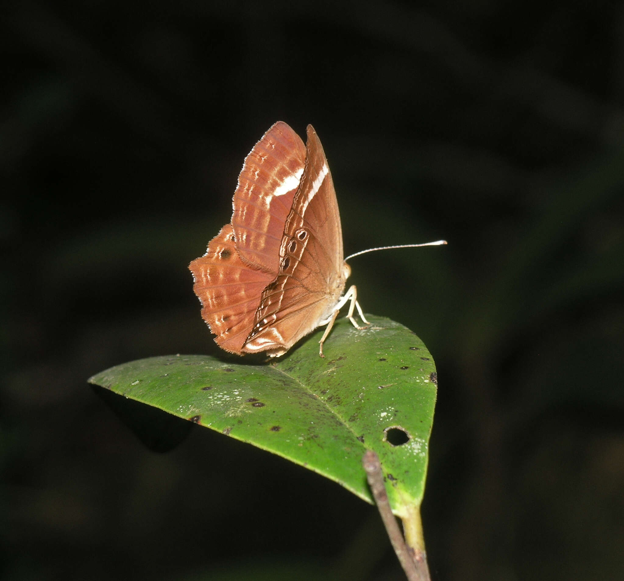 Image of Abisara latifasciata
