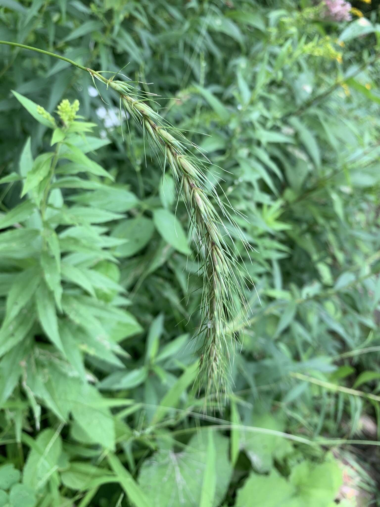 Imagem de Elymus riparius Wiegand