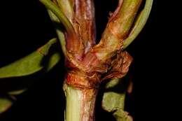 Rumex usambarensis (Engl. ex Dammer) Dammer resmi