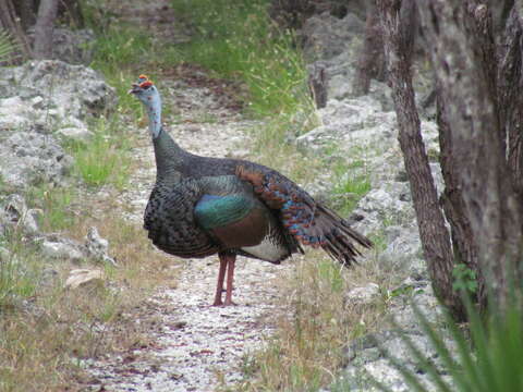 Image of Ocellated Turkey