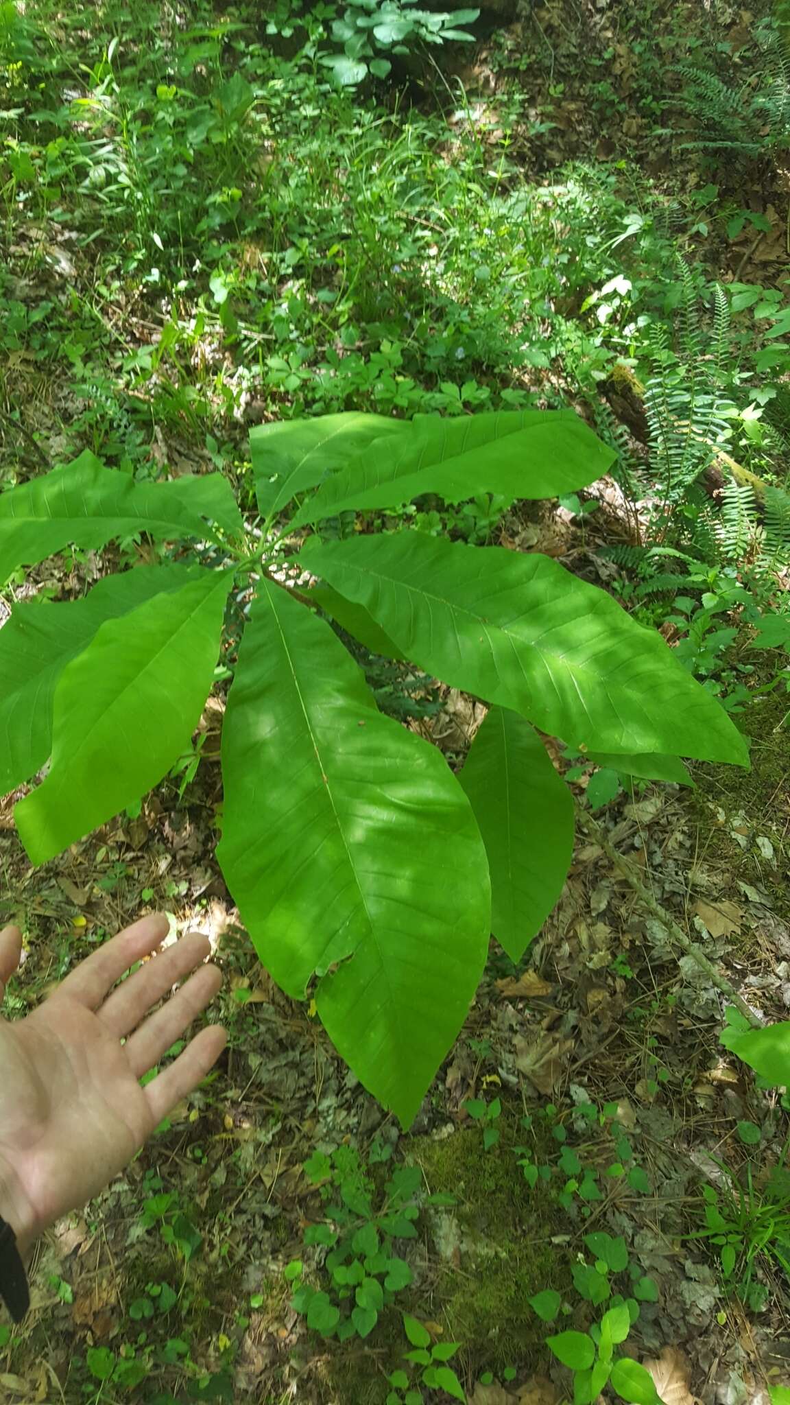 Sivun Magnolia tripetala (L.) L. kuva