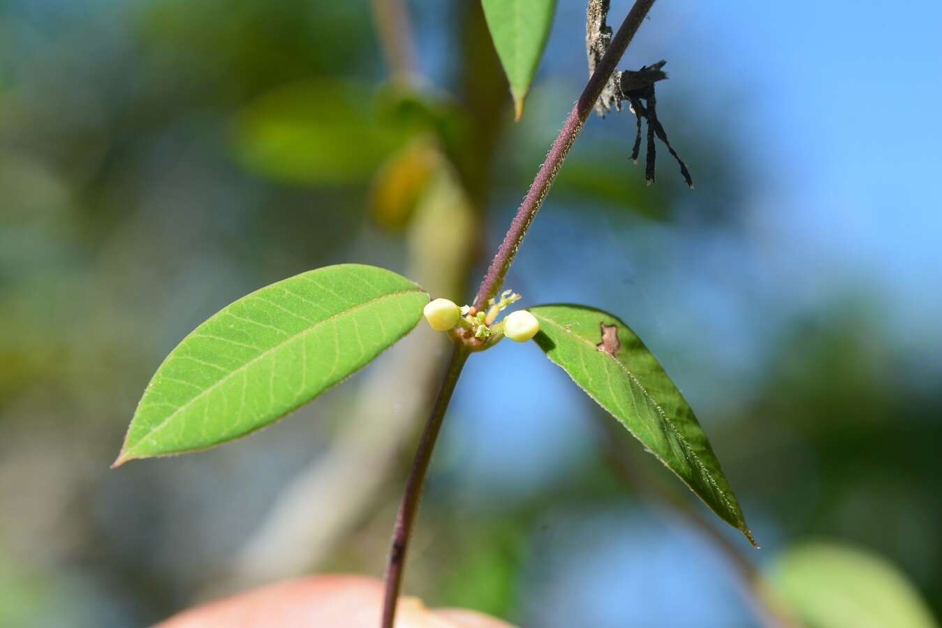 Image of Metastelma schlechtendalii var. trichophyllum (L. O. Wms.) Liede & Meve