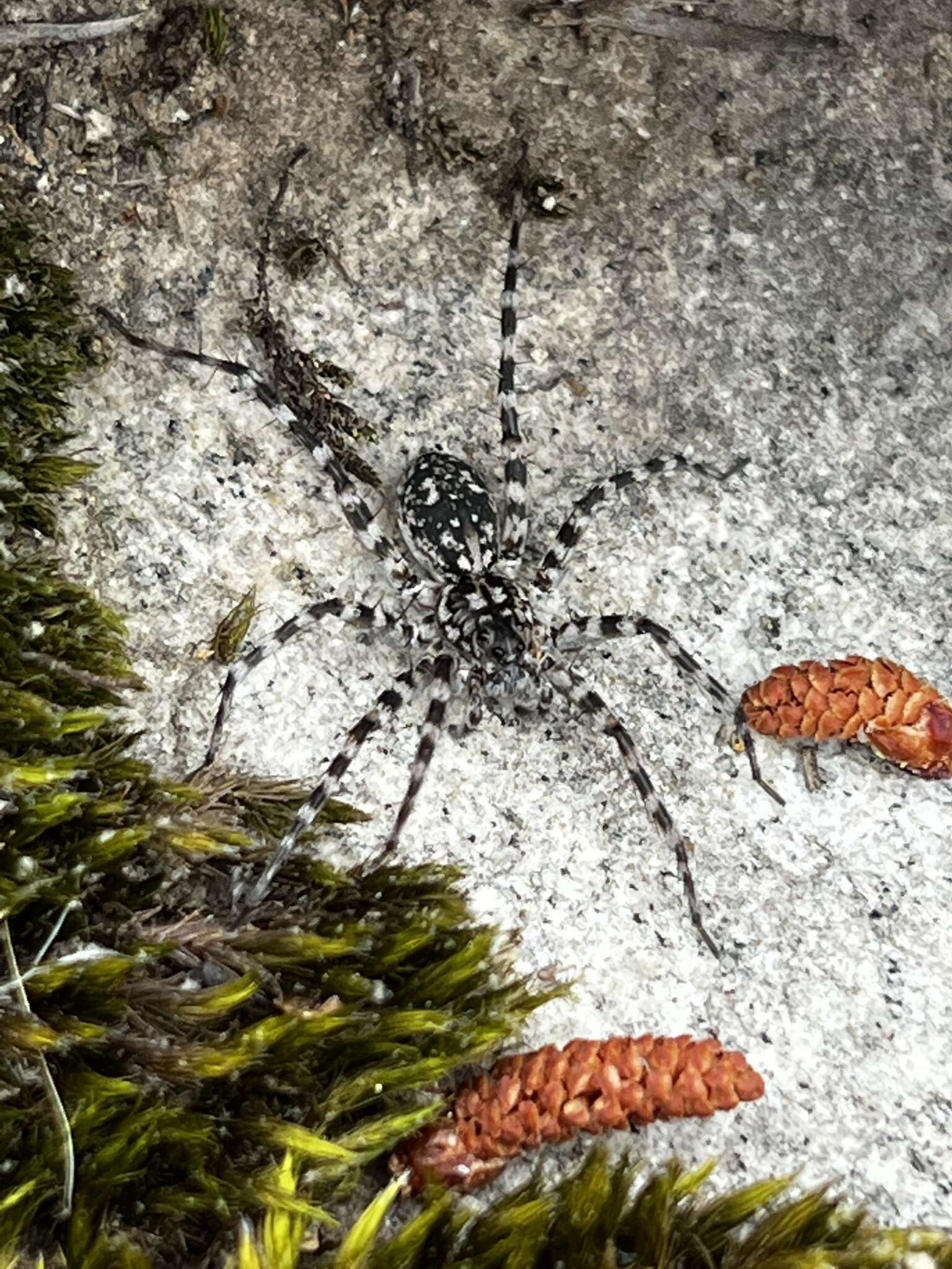 Image of Stone Spider