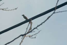 Image of Ash-throated Flycatcher