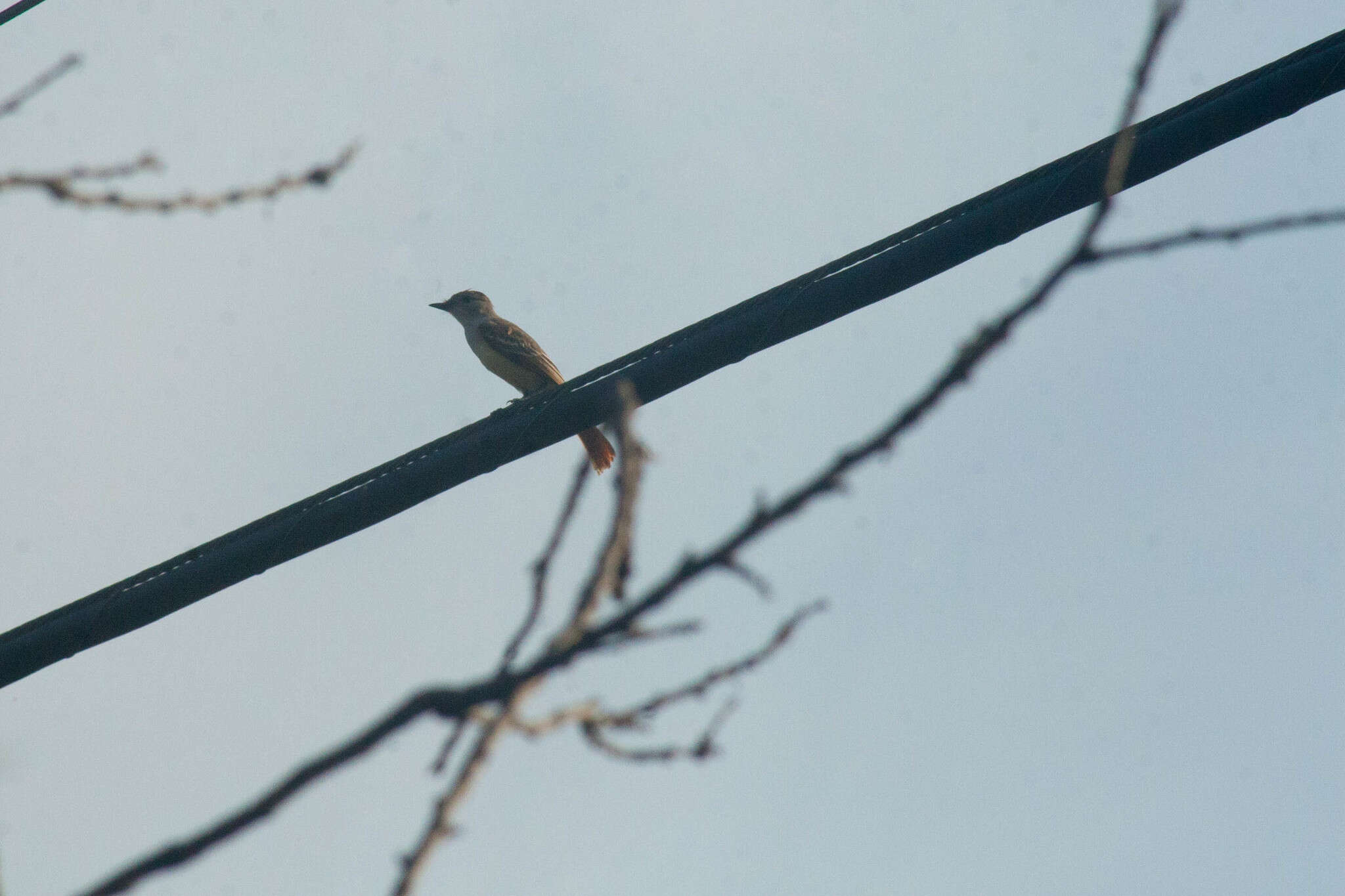 Image of Ash-throated Flycatcher