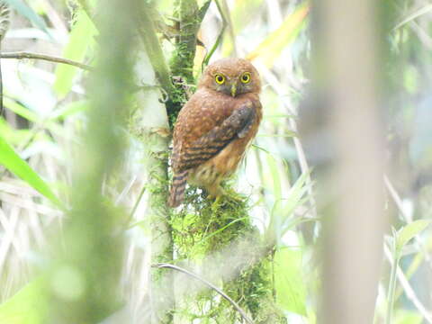 Image of Cloud-forest Pygmy Owl