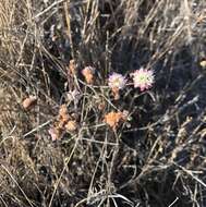 Image of naked buckwheat