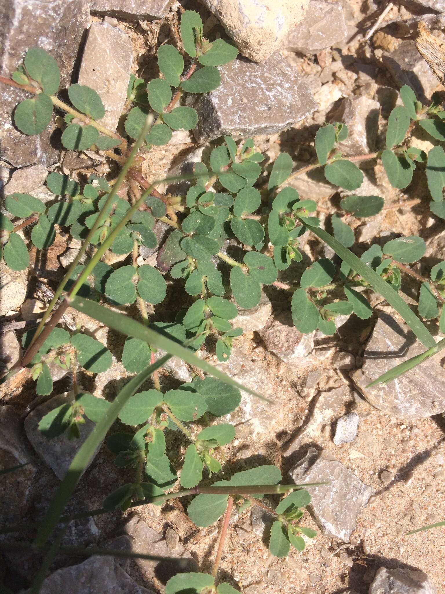 Слика од Euphorbia serrula Engelm.