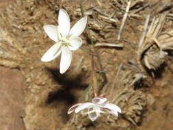 Plancia ëd Hesperantha falcata (L. fil.) Ker Gawl.