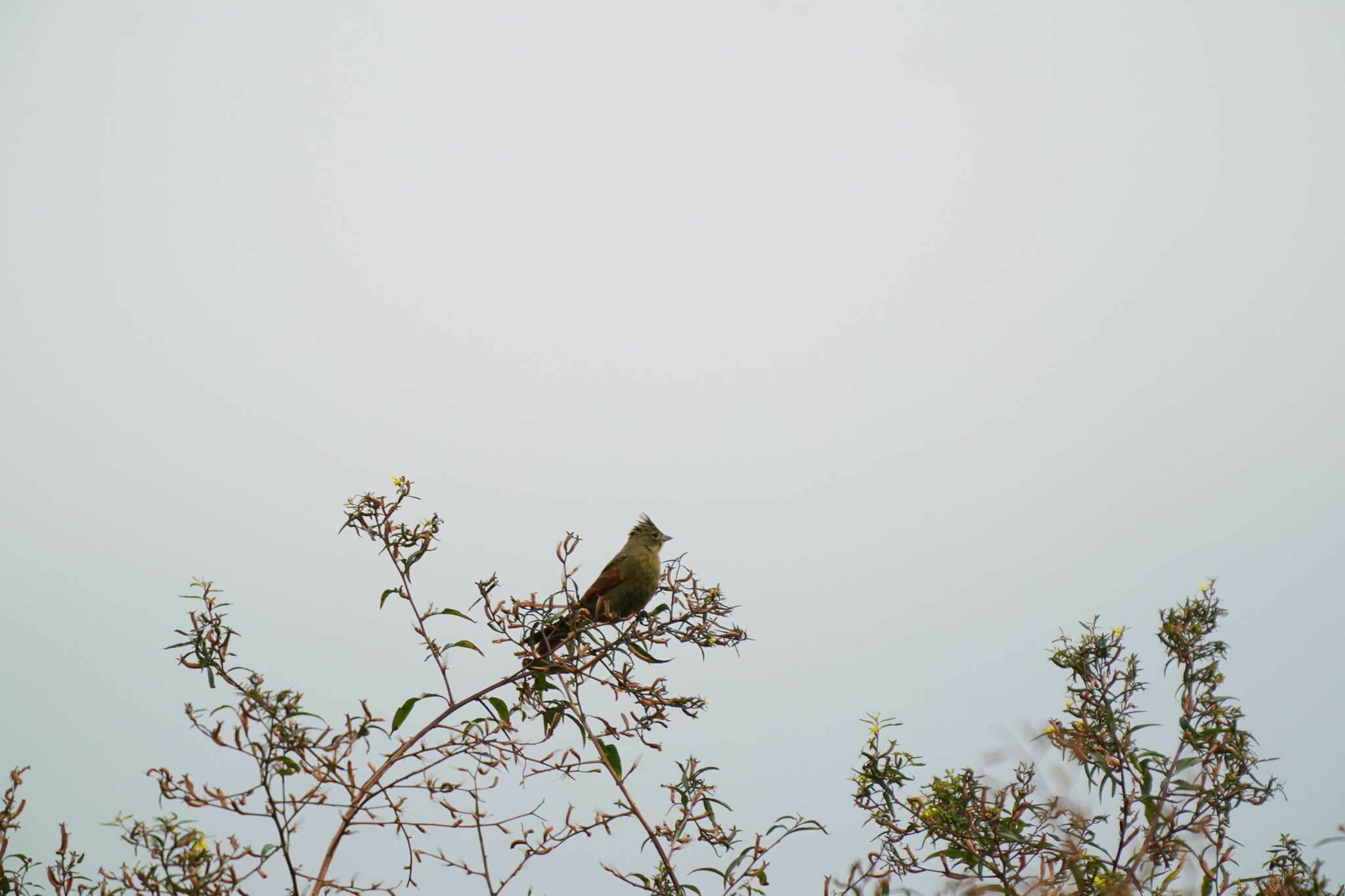 Plancia ëd Emberiza lathami Gray & JE 1831