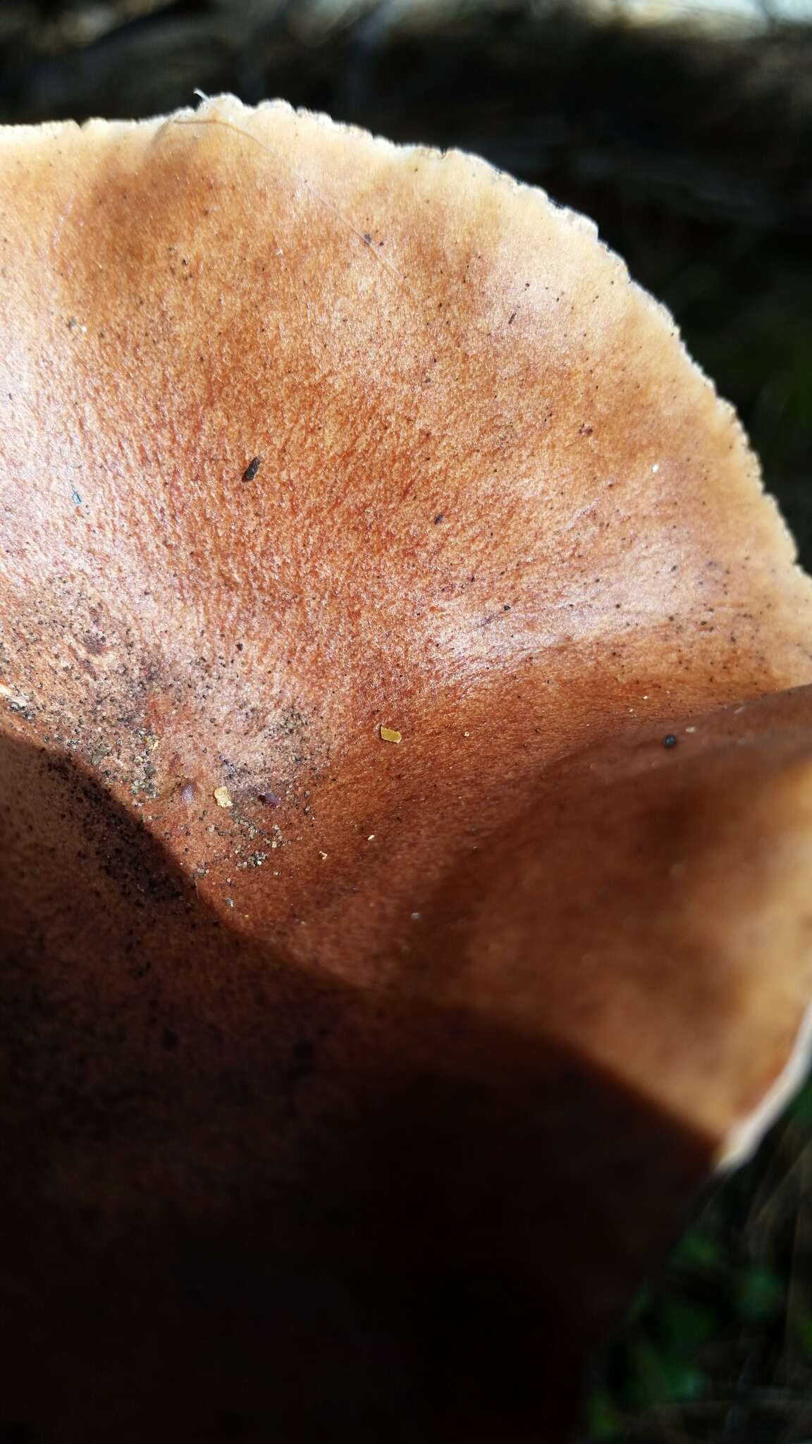 Image of Rufous Milkcap