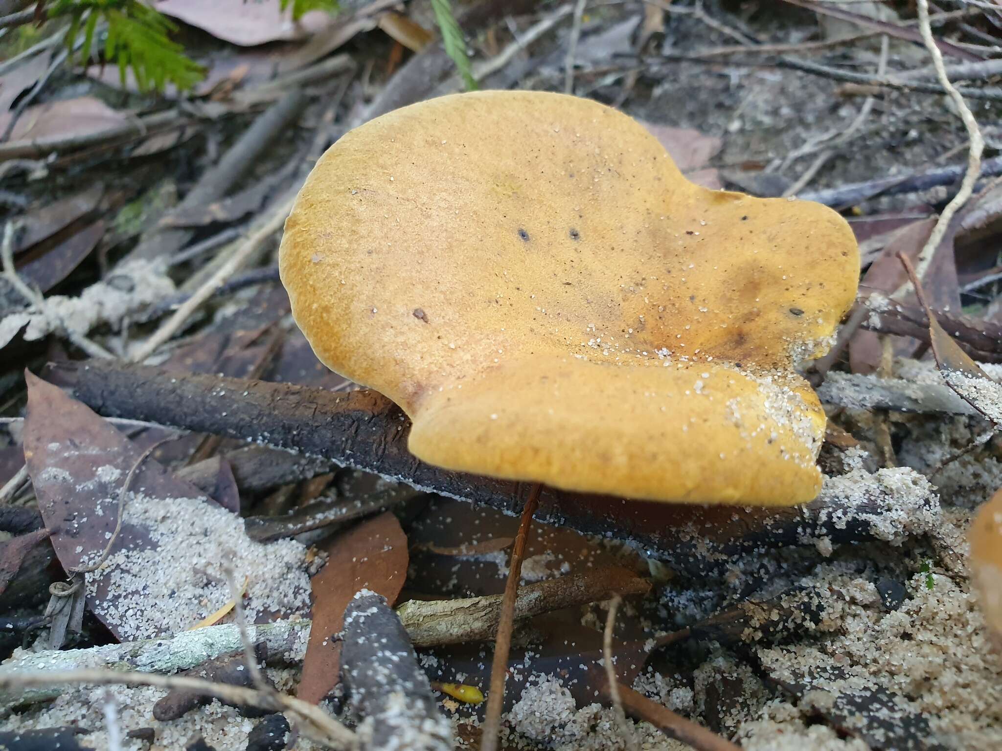 Plancia ëd Austropaxillus infundibuliformis (Cleland) Bresinsky & Jarosch 1999