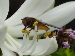 Image of Syrphus octomaculatus Walker 1836