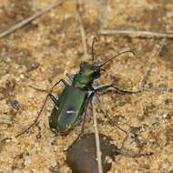 Image of Cicindela (Cicindela) purpurea purpurea A. G. Olivier 1790