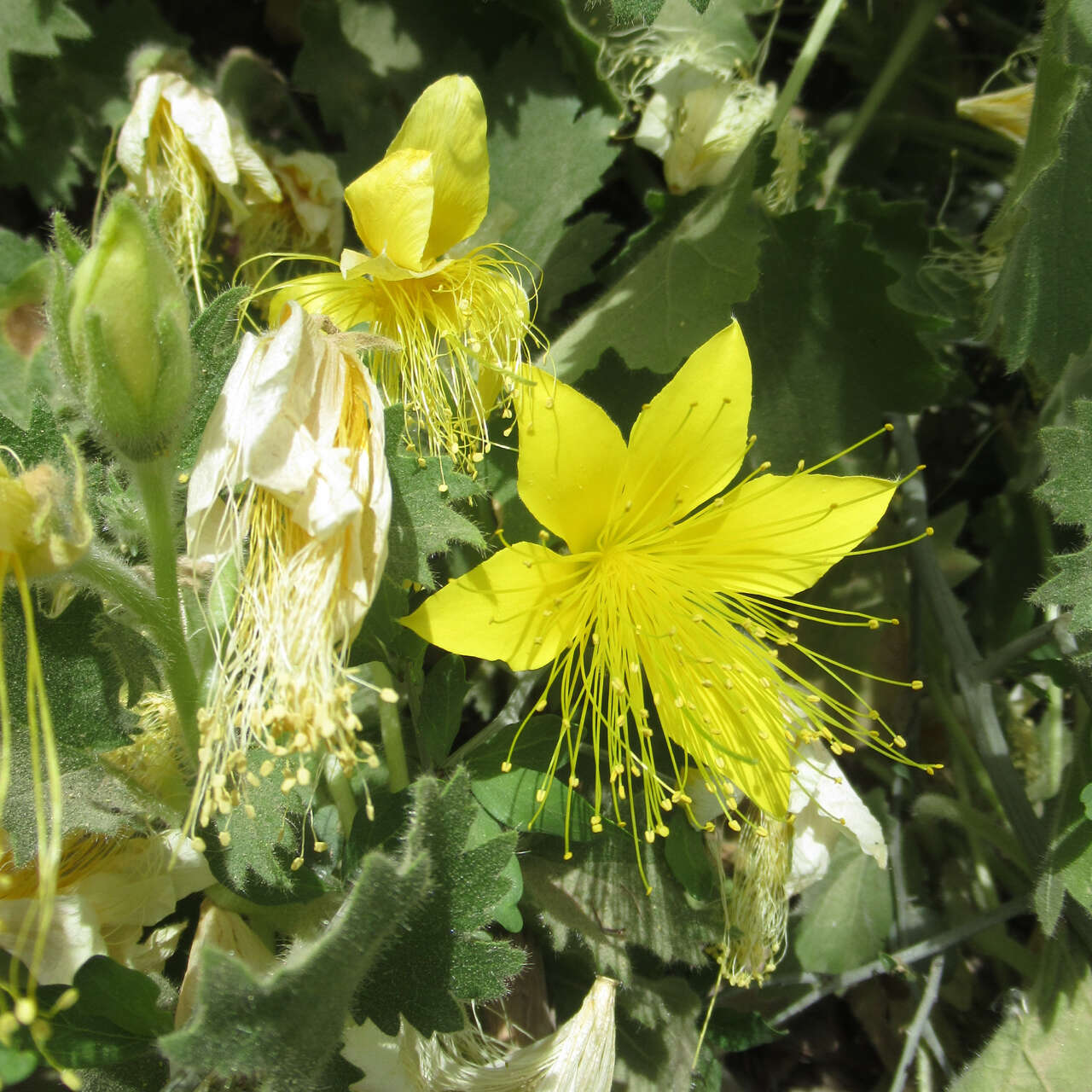 Image of yellow stingbush