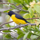 Image of Euphonia affinis affinis (Lesson & R 1842)