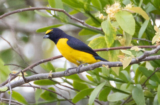 Image of Euphonia affinis affinis (Lesson & R 1842)