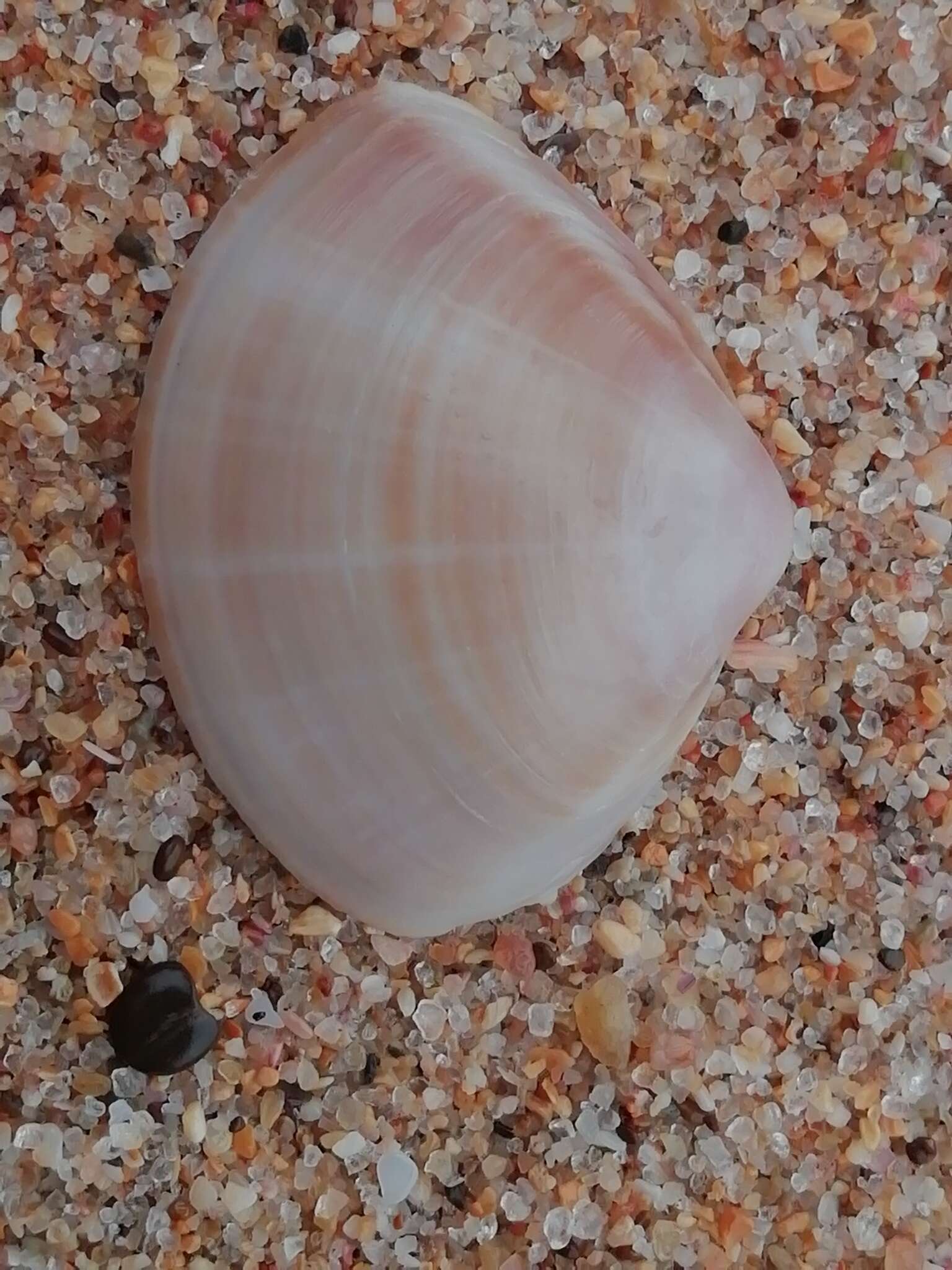 Image of rayed trough clam