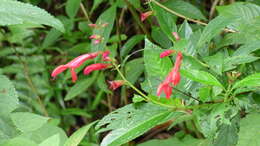 Image of Salvia rivularis Gardner