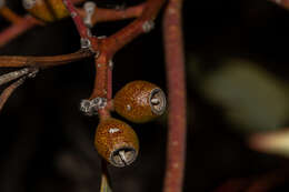 Image of Red Mallee