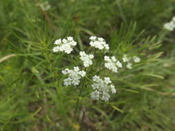 Image of prairie bishop